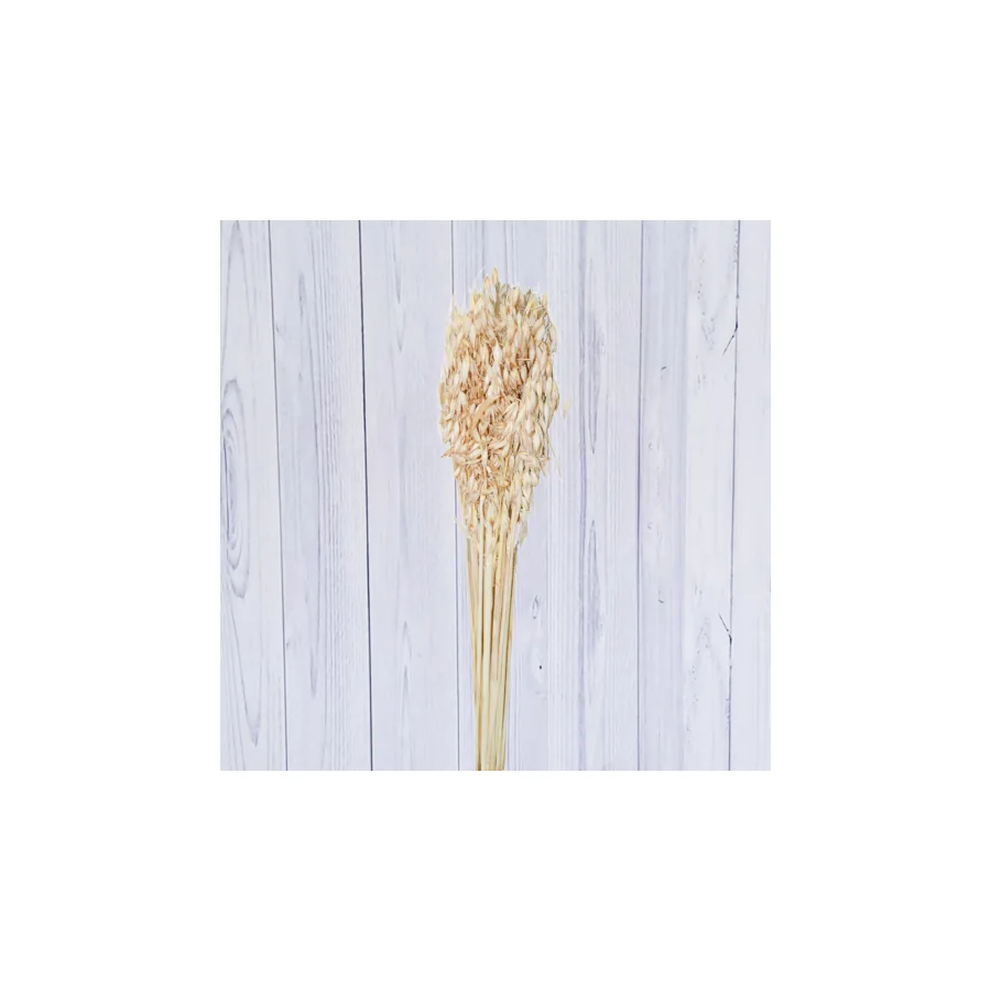 Avena – per bunch