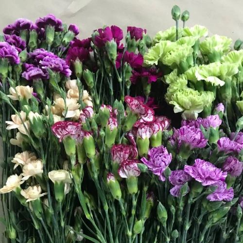 Mini Carnations – per bunch