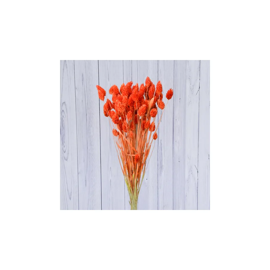 Phalaris – per bunch
